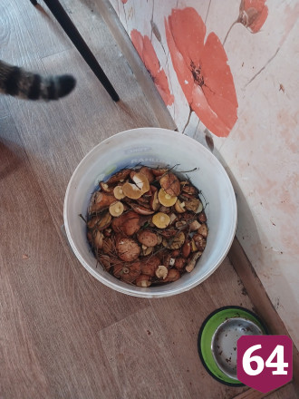 Саратовцы собирают в лесах грибы и землянику