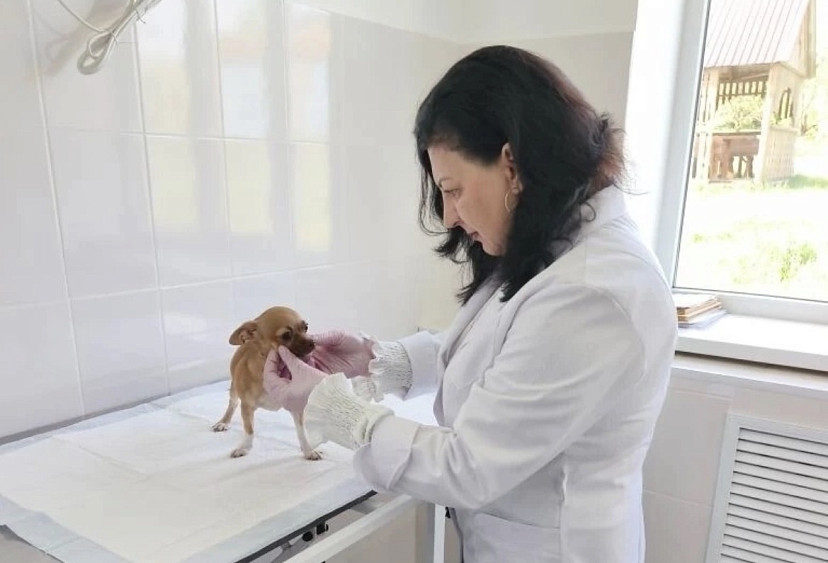 Саратовские ветеринары спасли чихуахуа после укуса клеща
